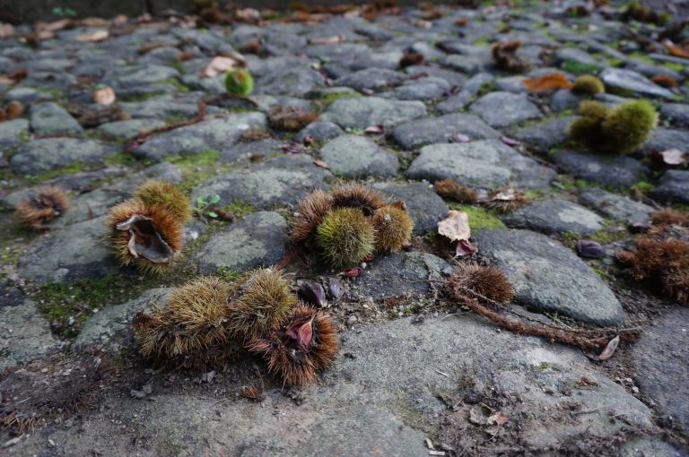 Blog-Camino-Santiago