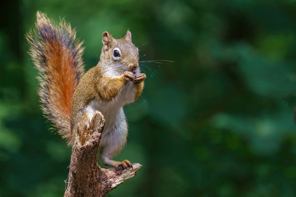 Sustainable tourism: respect for wildlife