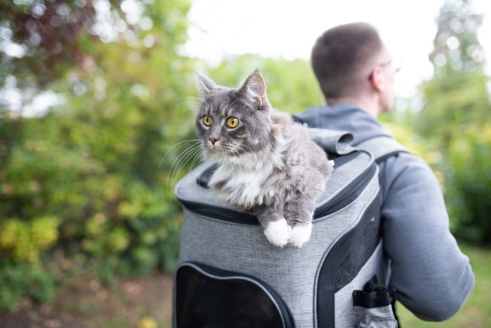 Camino de Santiago with pets