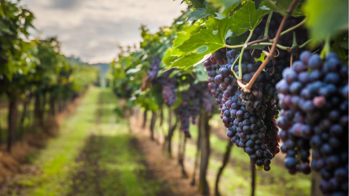 Vineyards